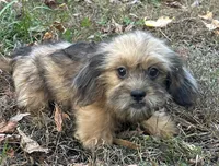 Josh, a male Shih Tzu and Miniature Dachshund for sale in Georgetown, DE – Photo 6 of 7