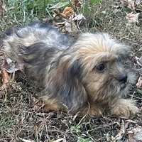 Josh, a male Shih Tzu and Miniature Dachshund for sale in Georgetown, DE – Photo 2 of 7