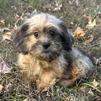 Josh, a male Shih Tzu and Miniature Dachshund for sale in Georgetown, DE – Photo 1 of 7