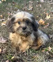 Josh, a male Shih Tzu and Miniature Dachshund for sale in Georgetown, DE – Photo 1 of 7
