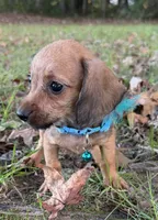 Parker, a male Miniature Dachshund and Chorkie for sale in Georgetown, DE – 4 of 5