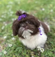 Violet , a female Shih Tzu for sale in Georgetown, DE – 6 of 7