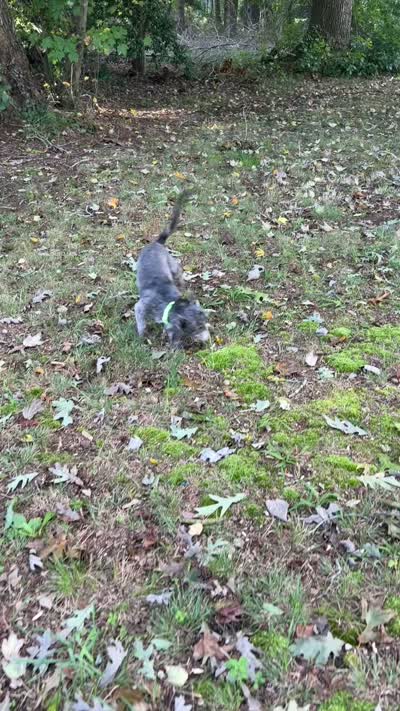 Smokey, a male Shih Tzu for sale in Georgetown, DE – 2 of 7