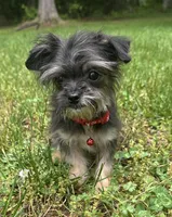 Atlas, a male Chorkie for sale in Georgetown, DE – 3 of 6