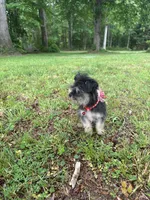 Atlas, a male Chorkie for sale in Georgetown, DE – 6 of 6