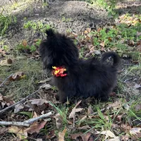 Cash, a male Shih Tzu for sale in Georgetown, DE – Photo 2 of 6