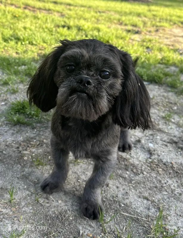 Cash – Shih Tzu puppy for sale in Georgetown, DE