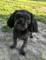 Cash, a male Shih Tzu for sale in Georgetown, DE – 1 of 8