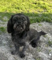 Cash, a male Shih Tzu for sale in Georgetown, DE – 2 of 8