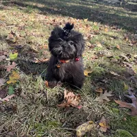 Cash, a male Shih Tzu for sale in Georgetown, DE – Photo 5 of 6