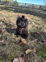 Cash, a male Shih Tzu for sale in Georgetown, DE – Photo 5 of 6
