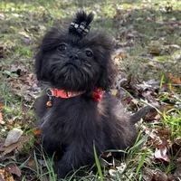 Cash, a male Shih Tzu for sale in Georgetown, DE – Photo 4 of 6