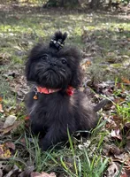 Cash, a male Shih Tzu for sale in Georgetown, DE – Photo 4 of 6