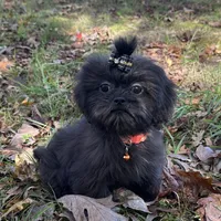 Cash, a male Shih Tzu for sale in Georgetown, DE – Photo 3 of 6