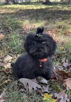 Cash, a male Shih Tzu for sale in Georgetown, DE – Photo 3 of 6