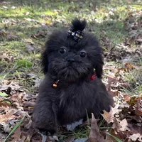 Cash, a male Shih Tzu for sale in Georgetown, DE – Photo 1 of 6