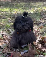 Cash, a male Shih Tzu for sale in Georgetown, DE – Photo 1 of 6