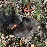 Cash, a male Shih Tzu for sale in Georgetown, DE – Photo 6 of 6