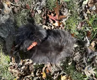 Cash, a male Shih Tzu for sale in Georgetown, DE – Photo 6 of 6