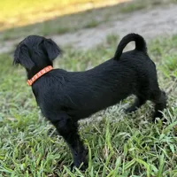 Spooky, a male Shorkie for sale in Georgetown, DE – Photo 6 of 6