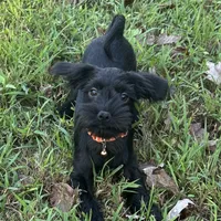 Spooky, a male Shorkie for sale in Georgetown, DE – Photo 5 of 6