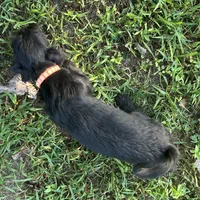 Spooky, a male Shorkie for sale in Georgetown, DE – Photo 2 of 6