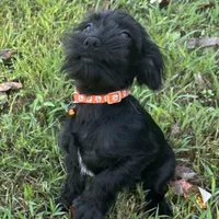 Spooky, a male Shorkie for sale in Georgetown, DE – Photo 4 of 6