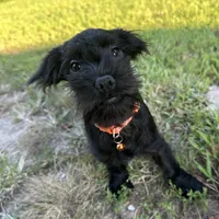 Spooky, a male Shorkie for sale in Georgetown, DE – Photo 3 of 6