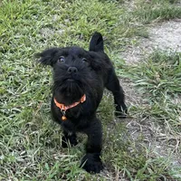Spooky, a male Shorkie for sale in Georgetown, DE – Photo 1 of 6