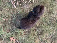 Freddy, a male Shih Tzu and Miniature Dachshund for sale in Georgetown, DE – 6 of 6