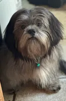 Papa bear 🐻, a male Shih Tzu for sale in Georgetown, DE – Photo 1 of 7