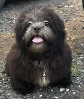 Papa bear 🐻, a male Shih Tzu for sale in Georgetown, DE – Photo 2 of 7