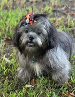 Papa bear 🐻, a male Shih Tzu for sale in Georgetown, DE – Photo 7 of 7