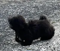 Papa bear 🐻, a male Shih Tzu for sale in Georgetown, DE – Photo 4 of 7