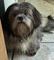 Papa bear 🐻, a male Shih Tzu for sale in Georgetown, DE – Photo 3 of 7