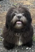 Papa bear 🐻, a male Shih Tzu for sale in Georgetown, DE – Photo 6 of 7