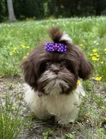 Violet , a female Shih Tzu for sale in Georgetown, DE – 5 of 7