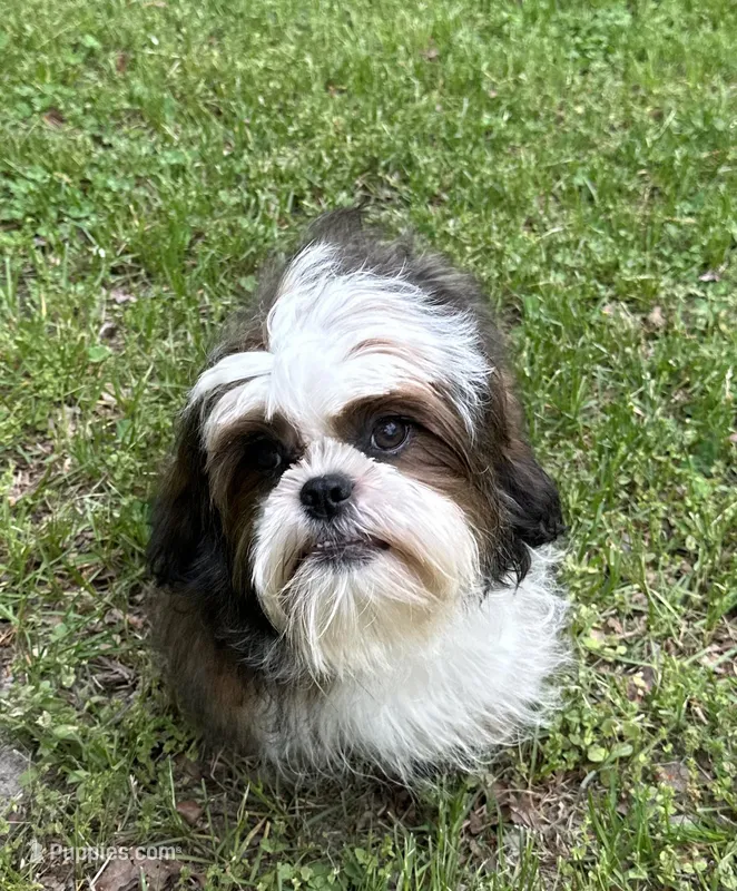 Oscar – Shih Tzu puppy for sale in Georgetown, DE