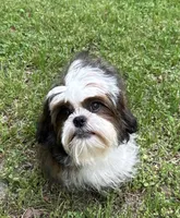 Oscar, a male Shih Tzu for sale in Georgetown, DE – 1 of 8
