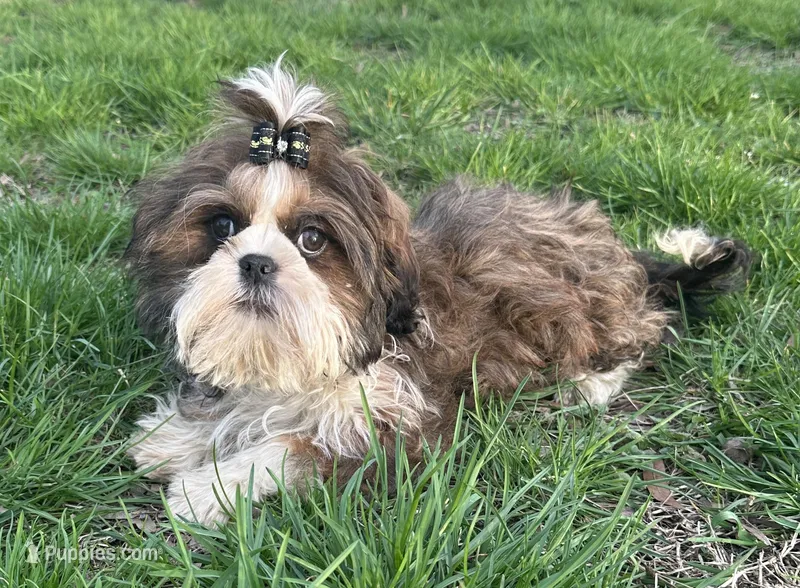 Oscar – Shih Tzu puppy for sale in Georgetown, DE