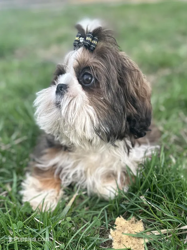 Oscar – Shih Tzu puppy for sale in Georgetown, DE