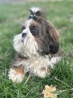 Oscar, a male Shih Tzu for sale in Georgetown, DE – Photo 1 of 6
