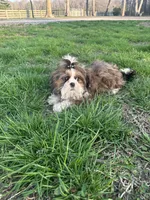 Oscar, a male Shih Tzu for sale in Georgetown, DE – Photo 6 of 6