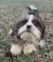 Oscar, a male Shih Tzu for sale in Georgetown, DE – Photo 4 of 6
