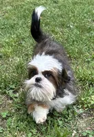 Oscar, a male Shih Tzu for sale in Georgetown, DE – 2 of 8