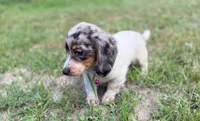 Opal, a female Dachshund and Shih Tzu for sale in Georgetown, DE – 6 of 8