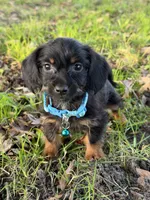 Paxton, a male Chorkie for sale in Georgetown, DE – 6 of 6