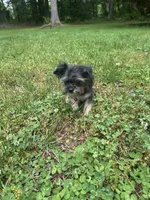 Atlas, a male Chorkie for sale in Georgetown, DE – 5 of 6