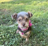 Luna, a female Dachshund and Yorkshire Terrier for sale in Georgetown, DE – 5 of 7