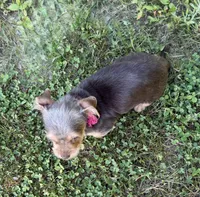 Luna, a female Dachshund and Yorkshire Terrier for sale in Georgetown, DE – 3 of 7